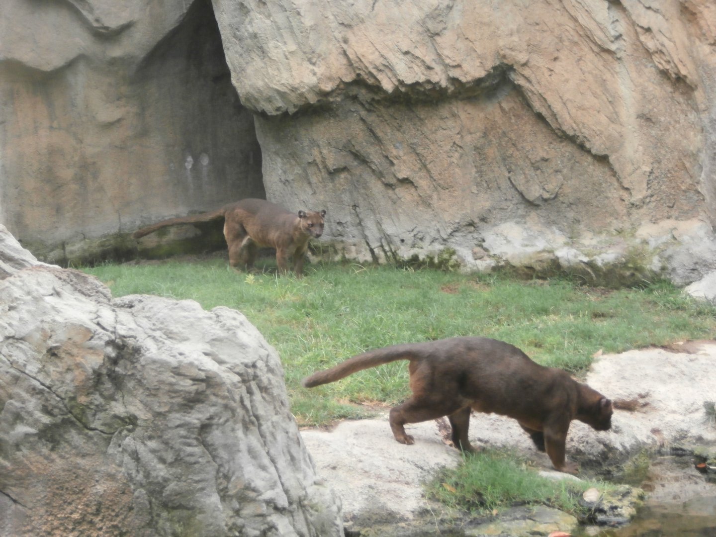 Fossa -Bioparc Valencia (Summer 2017)