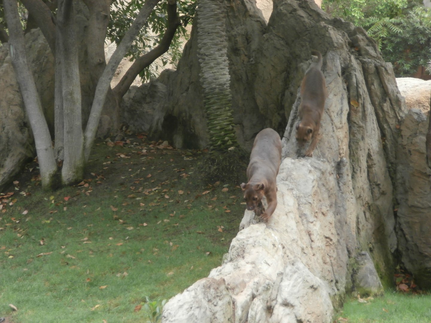 Fossa -Bioparc Valencia (Summer 2017)
