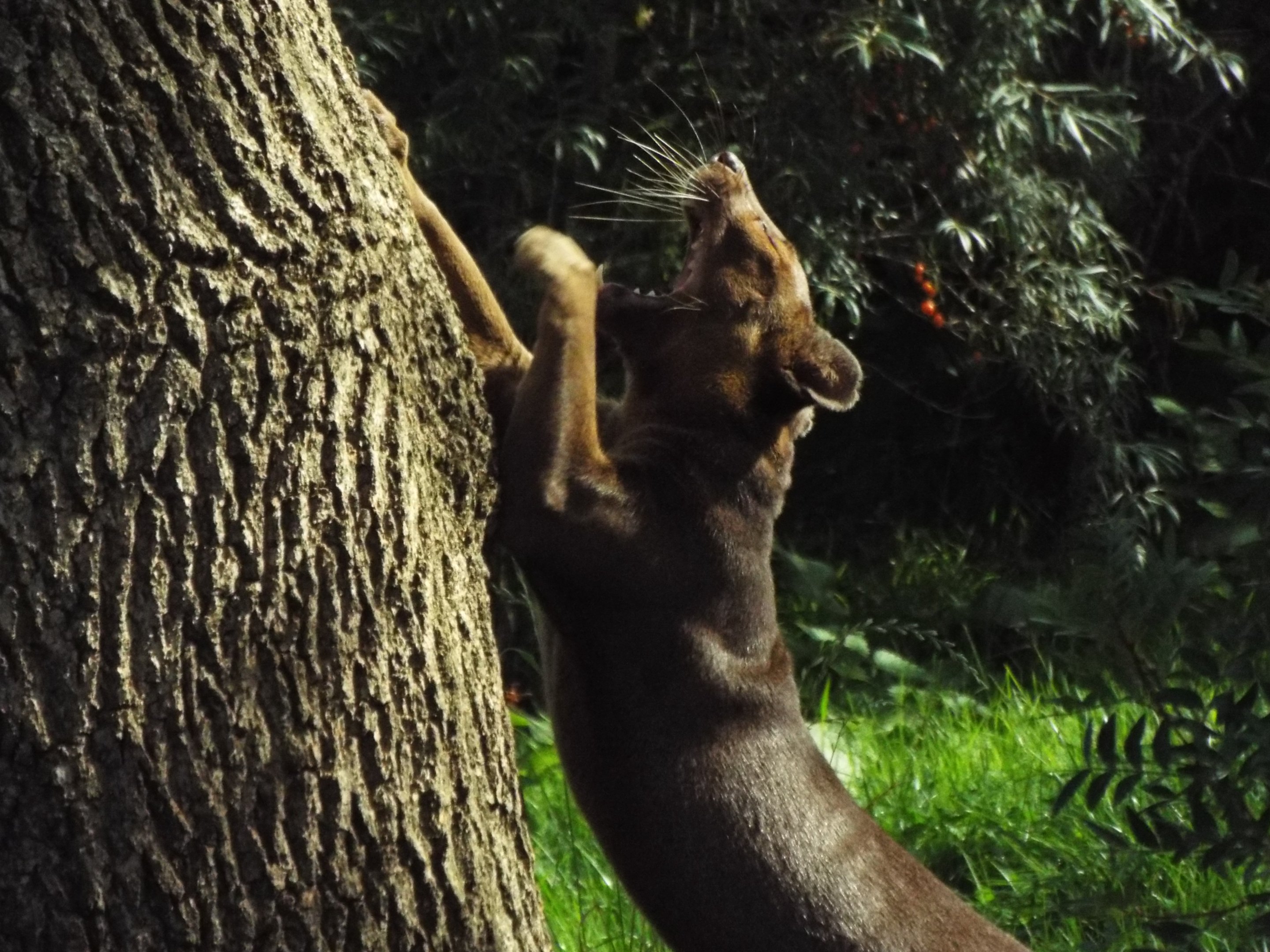 Fossa, Chester Zoo