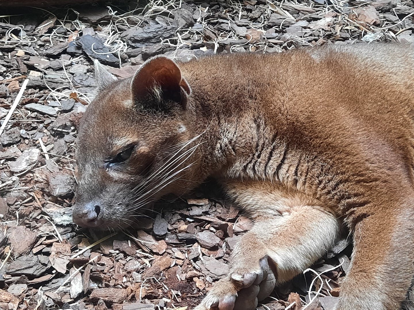 Fossa Close Up