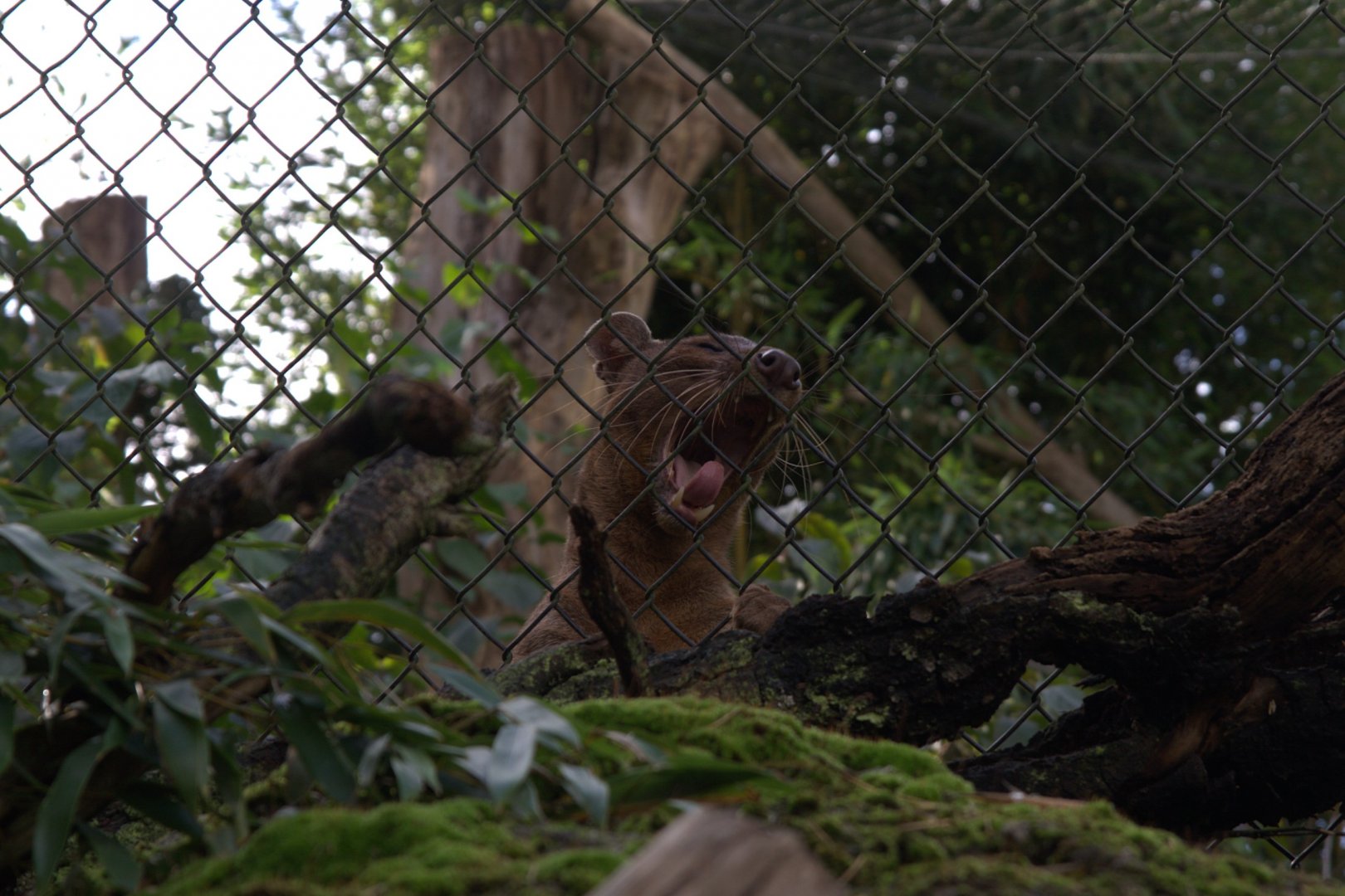 Fossa (Cryptoprocta ferox), 02-11-25