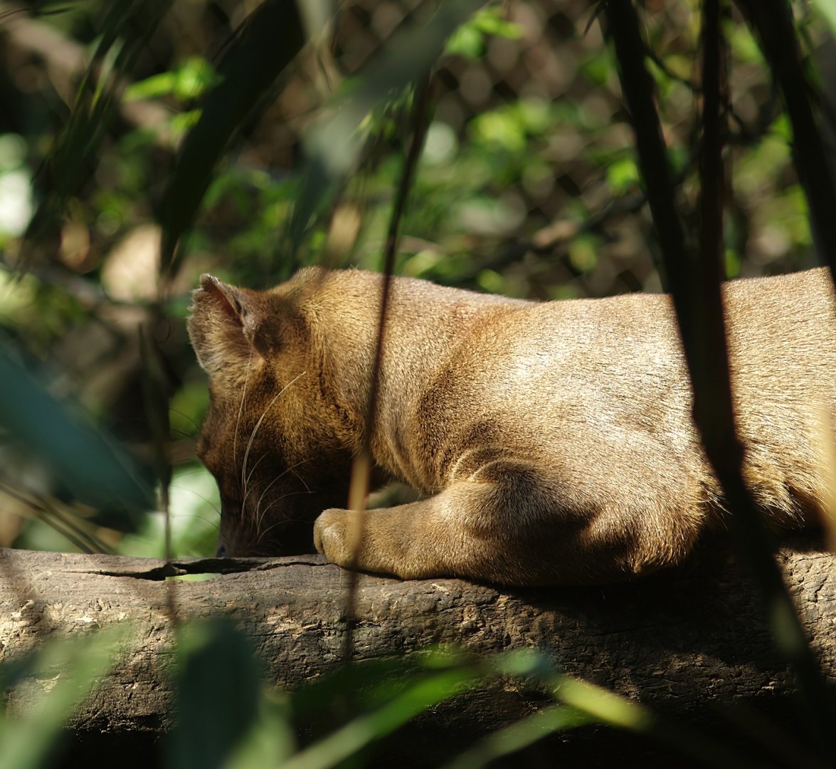 Fossa (Cryptoprocta ferox), 2007-04-01