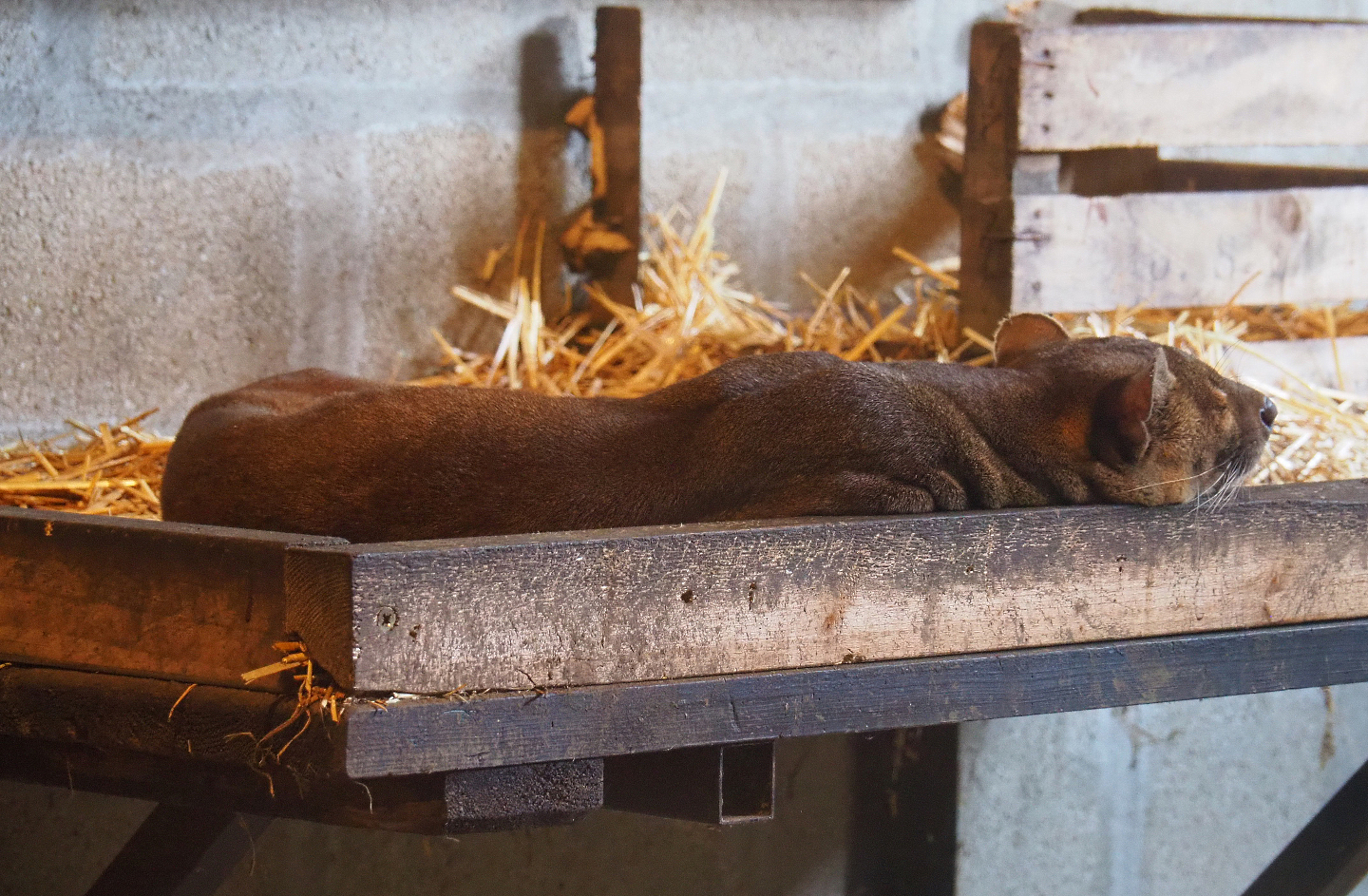 Fossa (Cryptoprocta ferox), 2019-08-04
