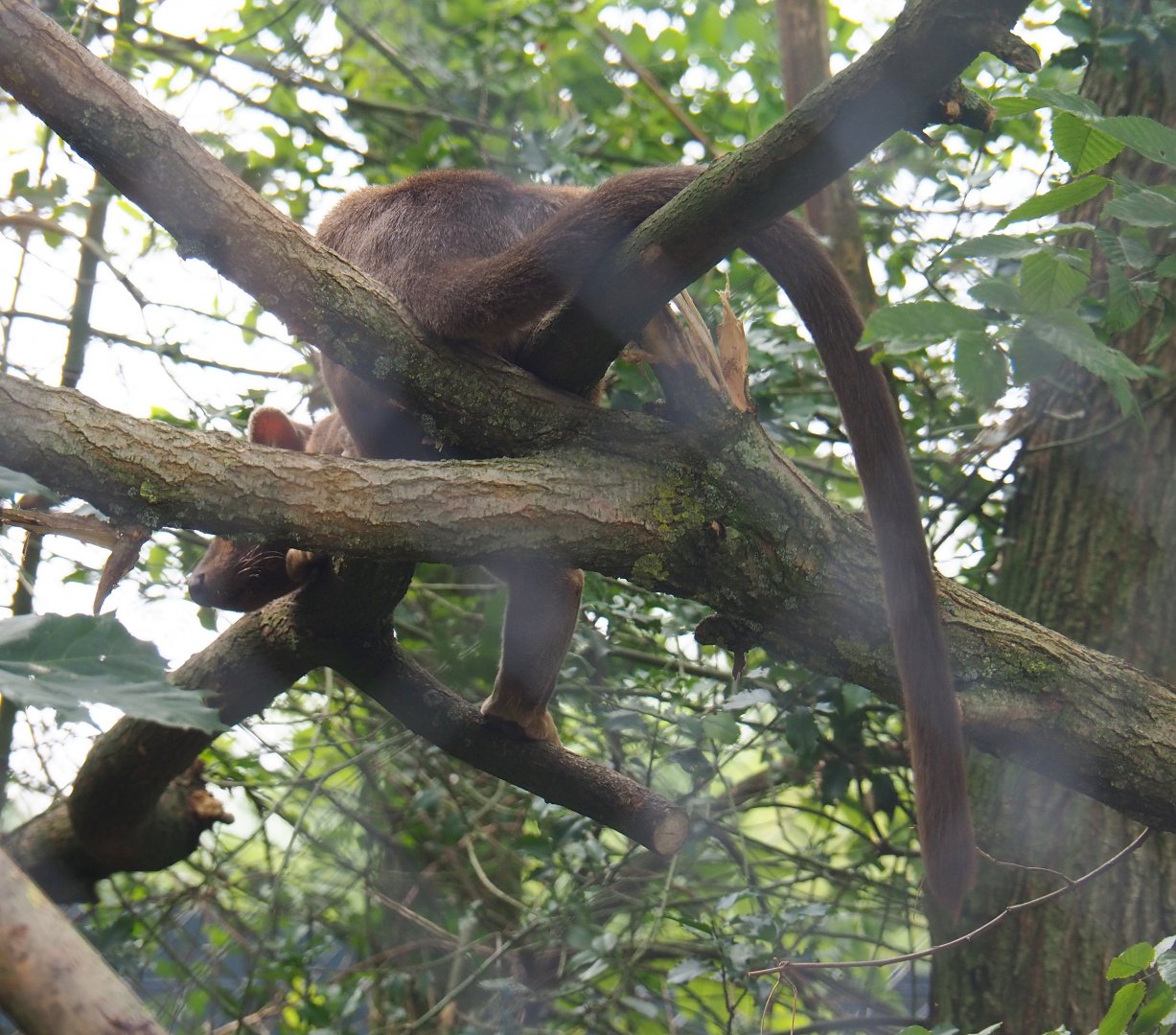 Fossa (Cryptoprocta ferox), 2019-08-11