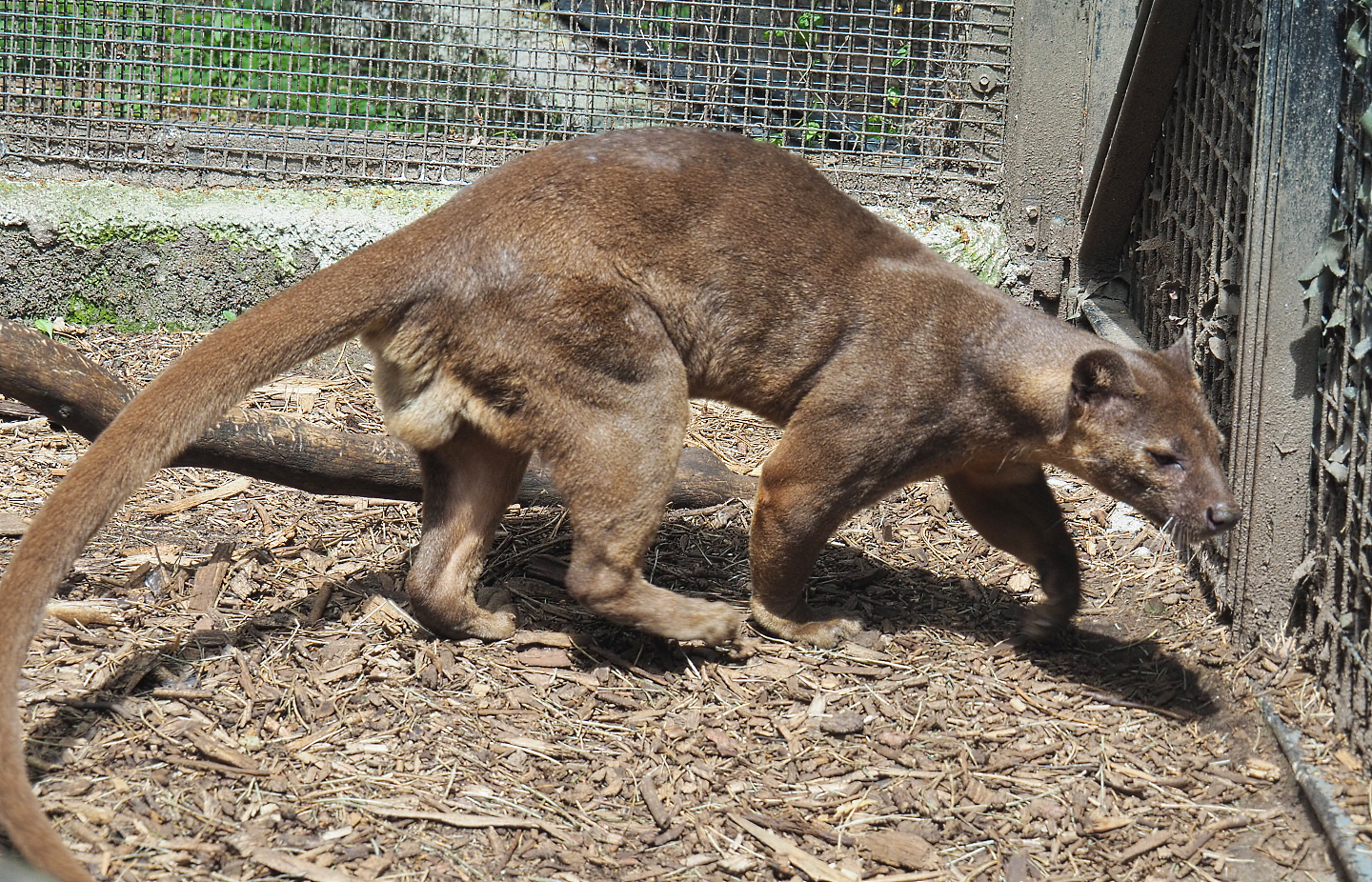 Fossa (Cryptoprocta ferox), 2020-06-20
