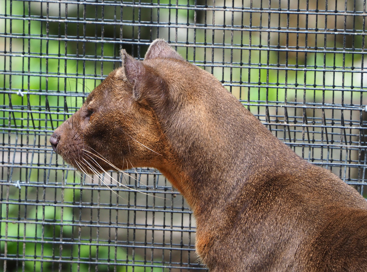 Fossa (Cryptoprocta ferox), 2020-06-20