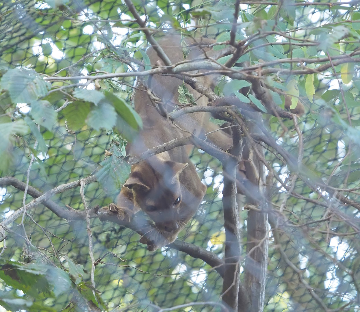 Fossa (Cryptoprocta ferox), 2022-10-09