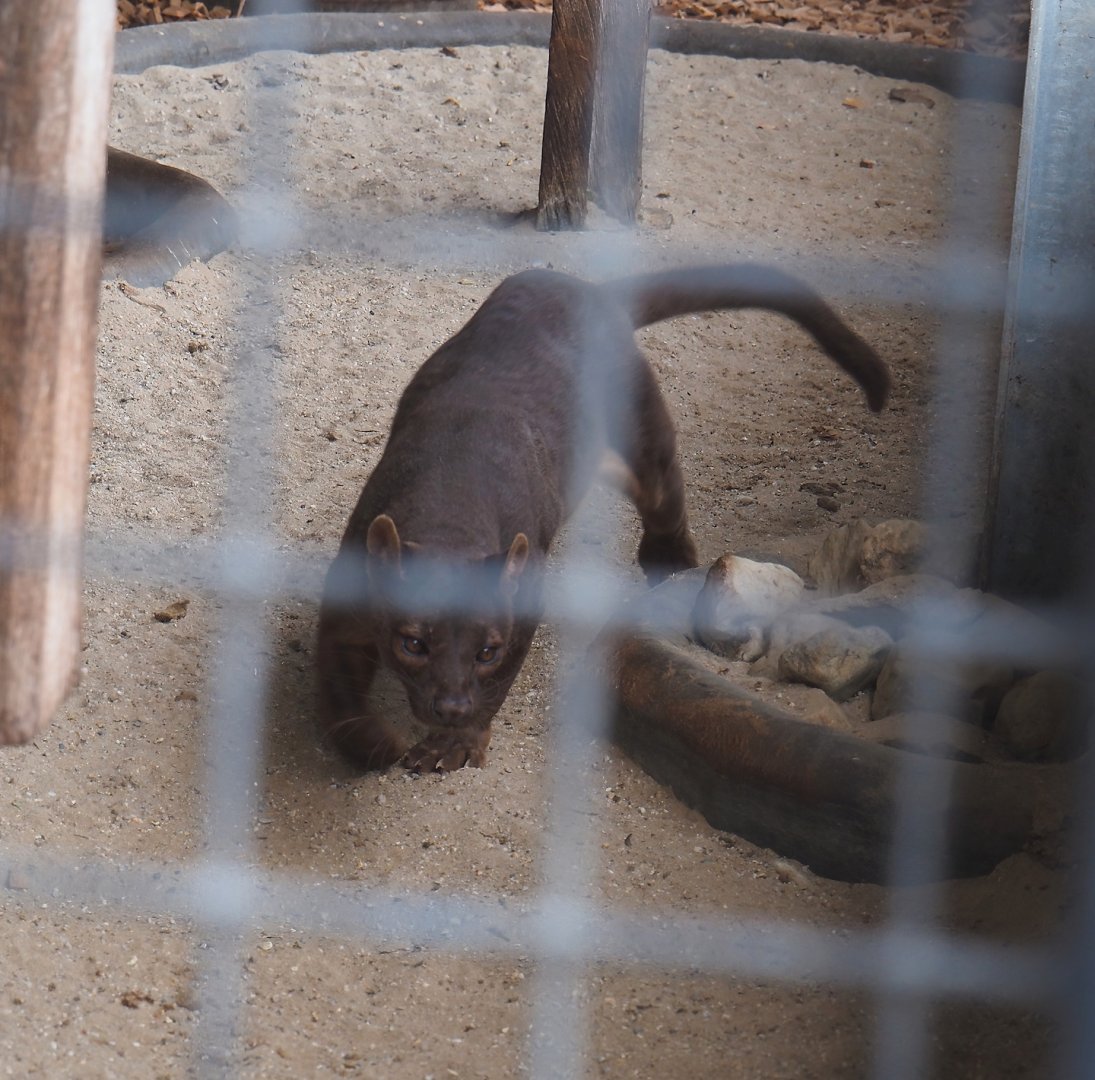 Fossa (Cryptoprocta ferox), 2024-04-14