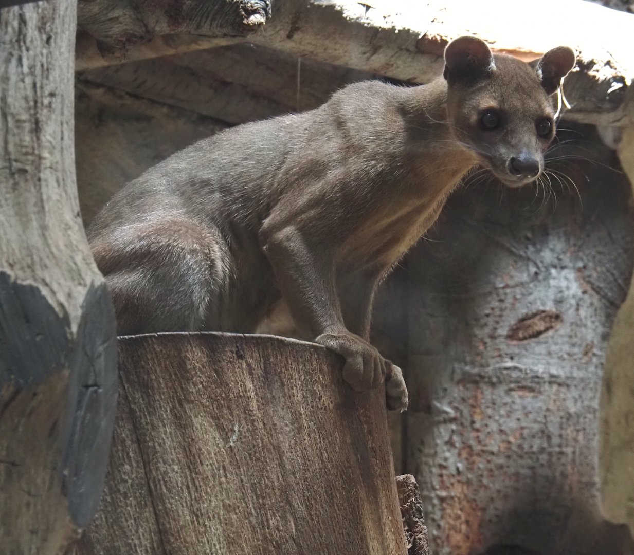 Fossa (Cryptoprocta ferox), 2024-06-08