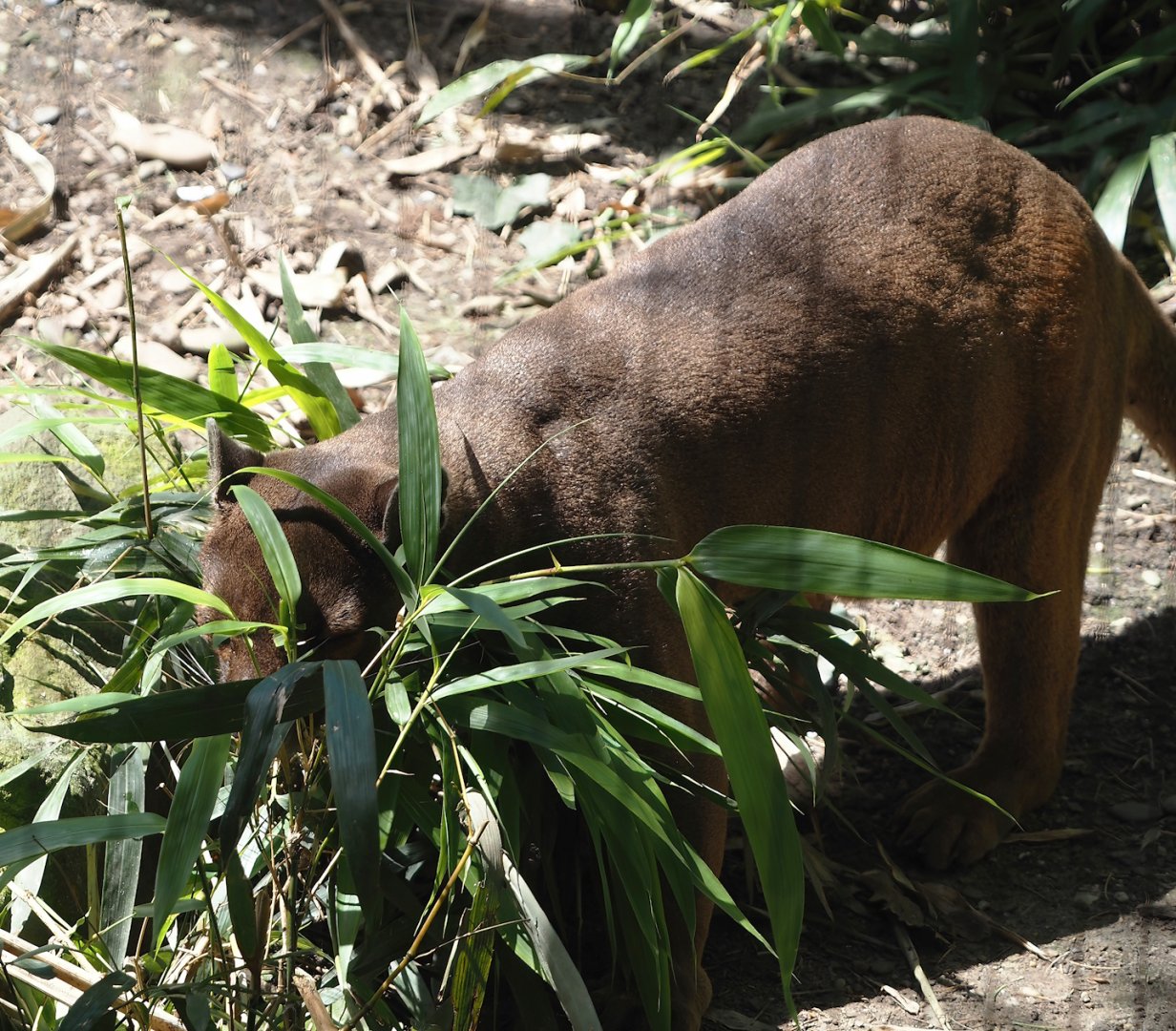 Fossa (Cryptoprocta ferox), 2024-06-08