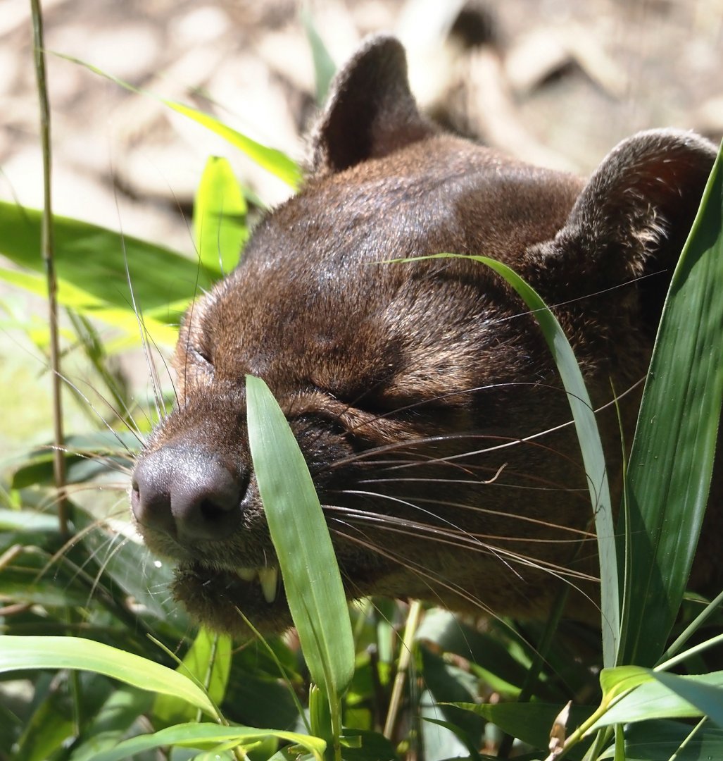 Fossa (Cryptoprocta ferox), 2024-06-08