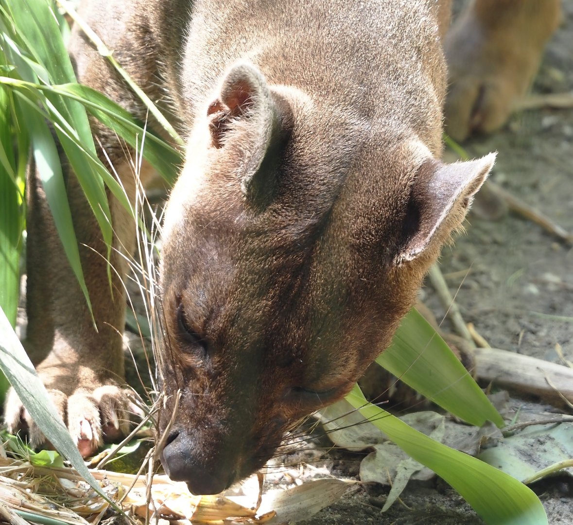 Fossa (Cryptoprocta ferox), 2024-06-08