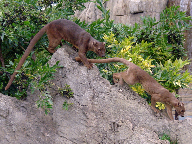 Fossa / Cryptoprocta ferox (Androy and Ranomafana)