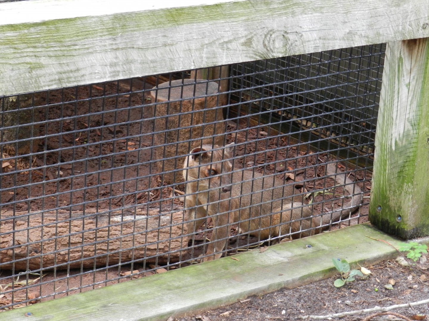 Fossa (Cryptoprocta ferox) at Central Florida Zoo and Botanical Gardens