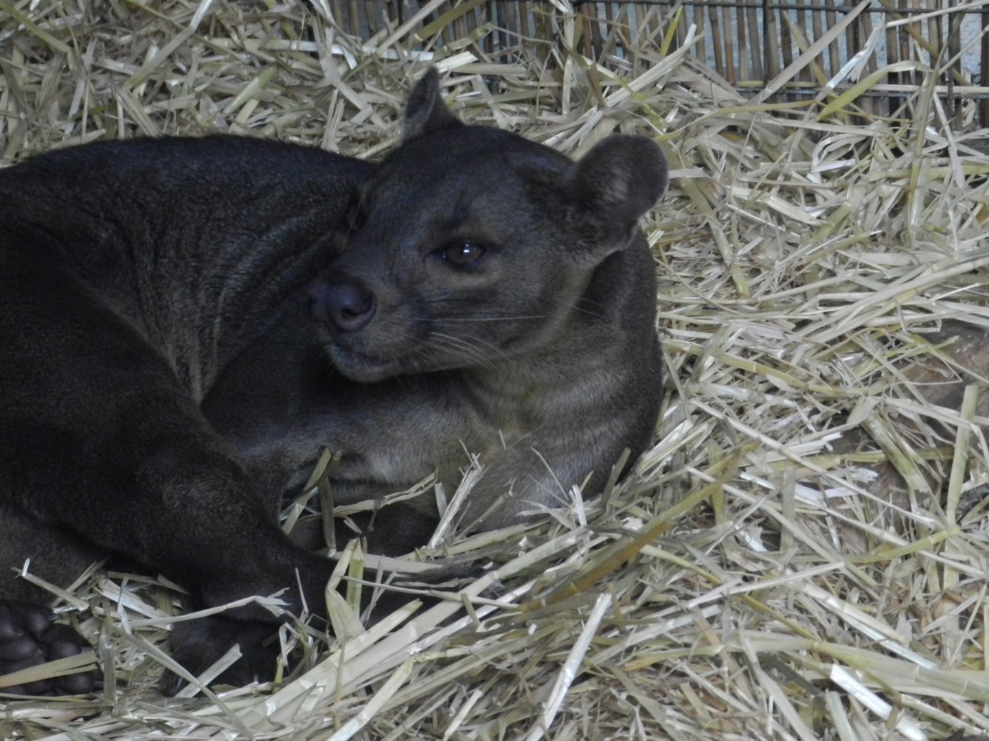 Fossa (Cryptoprocta ferox) at Ventura Wildlife Park, England