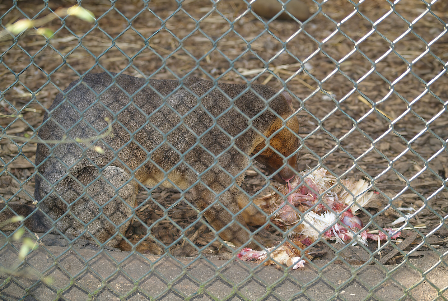 Fossa (Cryptoprocta ferox) eating chicken, 2007-04-01