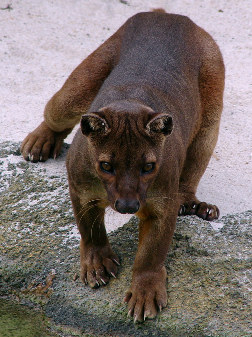 Fossa / Cryptoprocta ferox (male Androy ISB-0160)