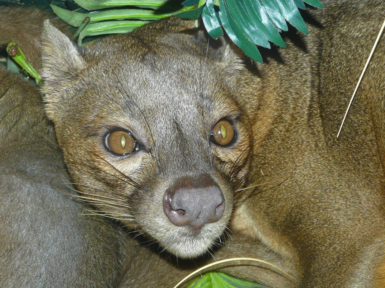 Fossa/ Cryptoprocta ferox