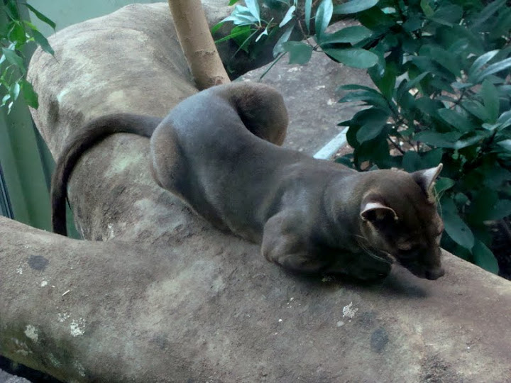 Fossa  - Cryptoprocta ferox