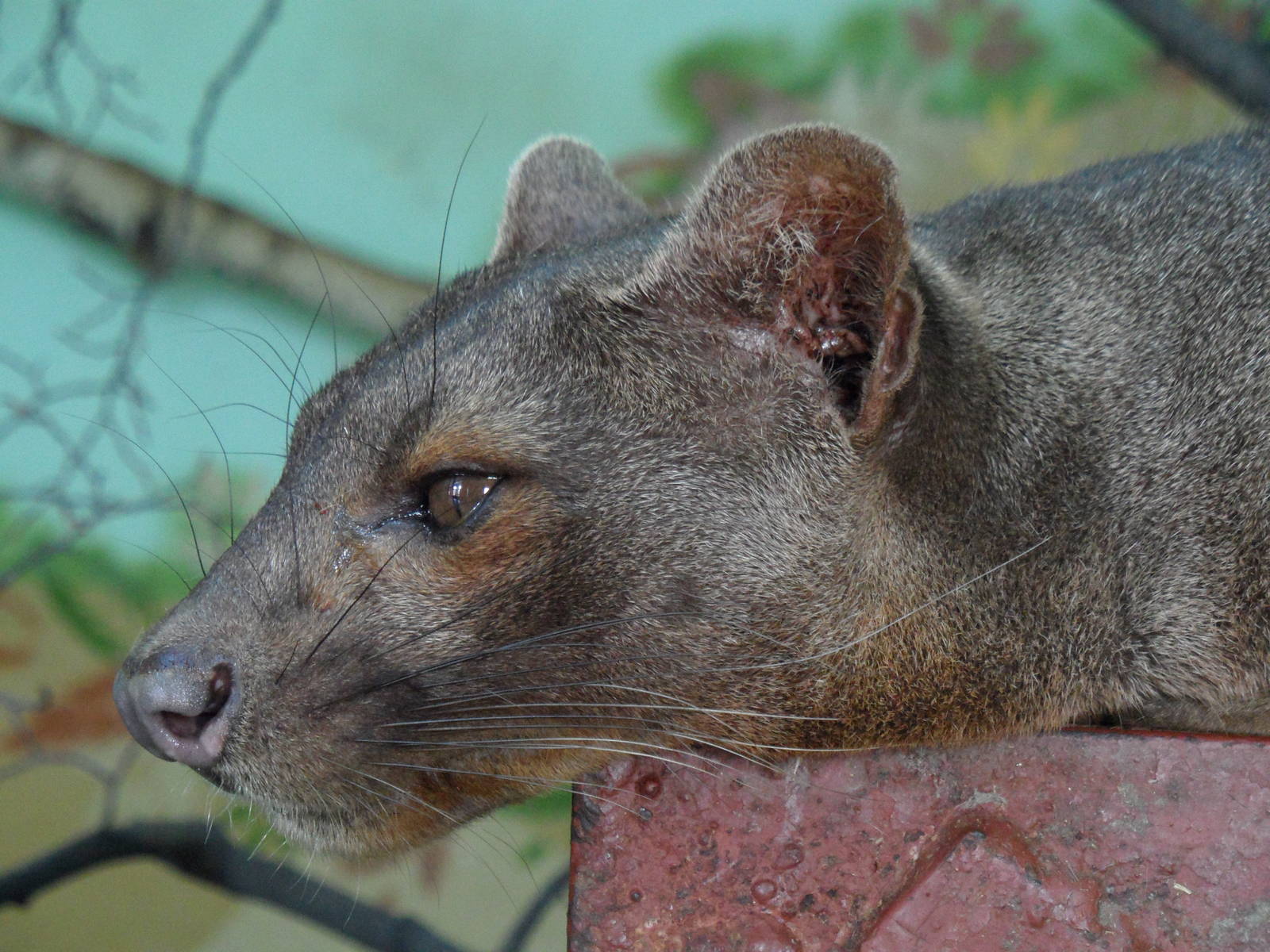 Fossa/Cryptoprocta ferox