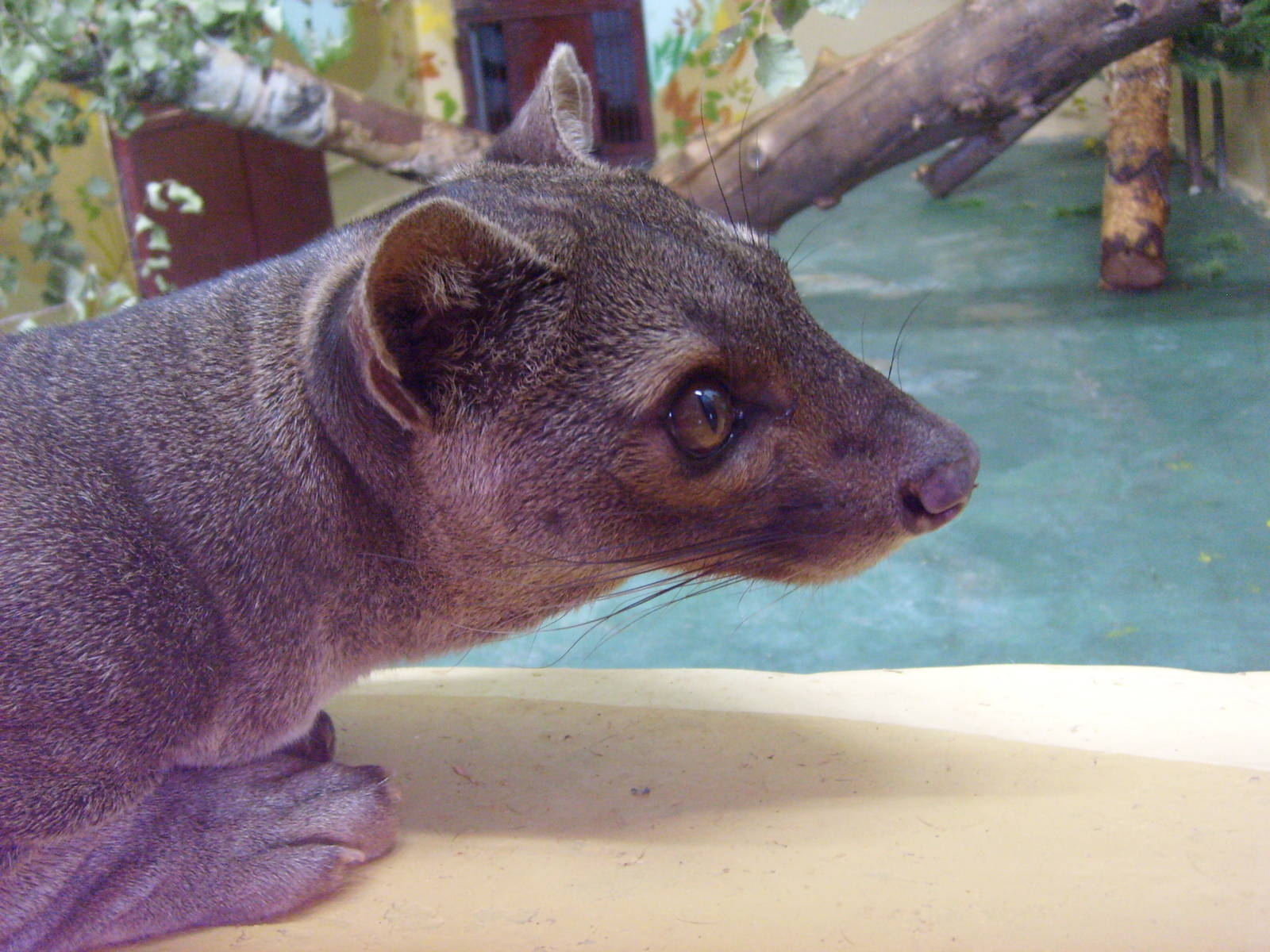 Fossa/Cryptoprocta ferox
