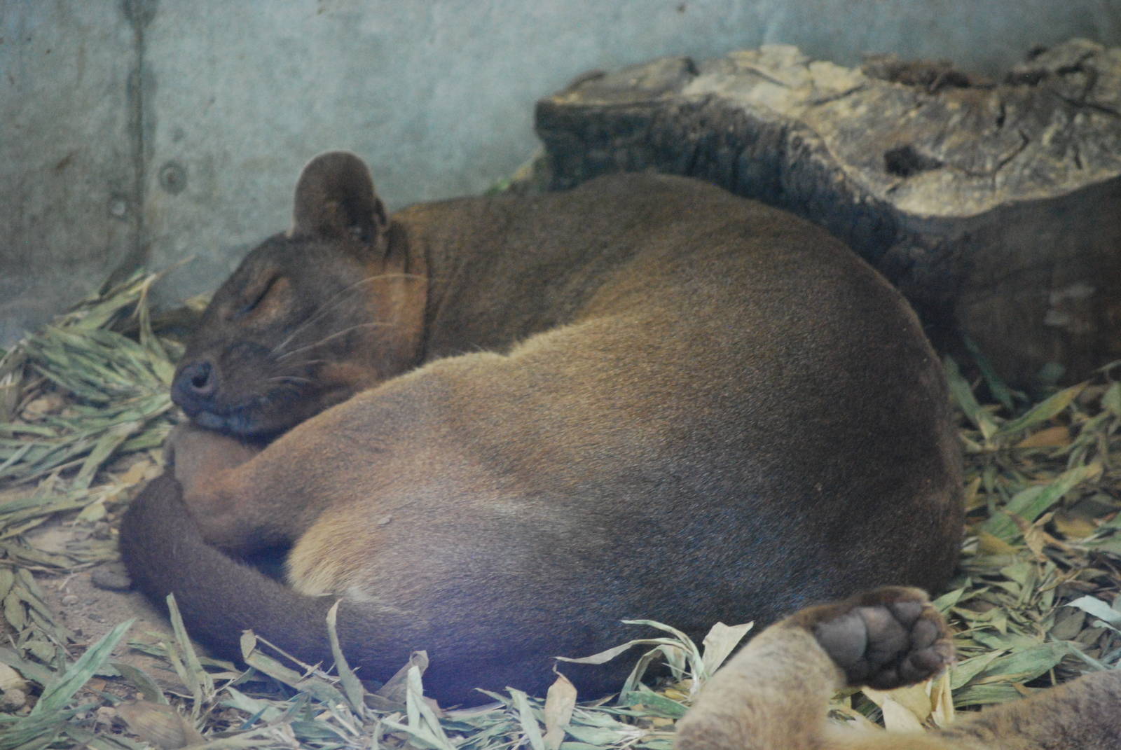 Fossa (Cryptoprocta ferox)