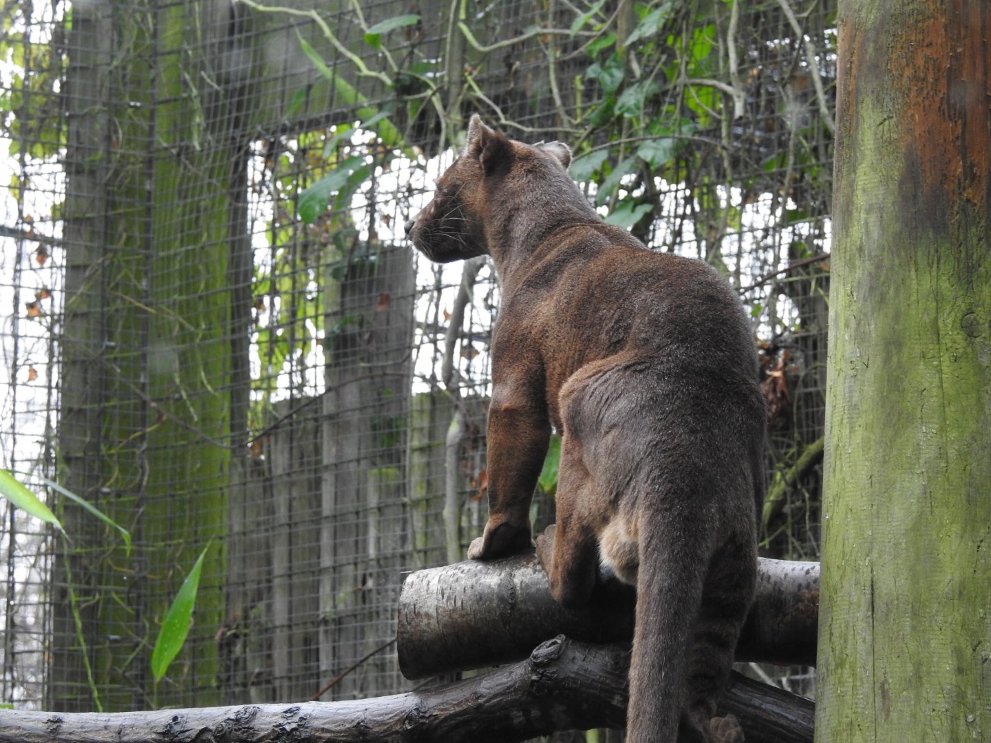 Fossa (Cryptoprocta ferox)