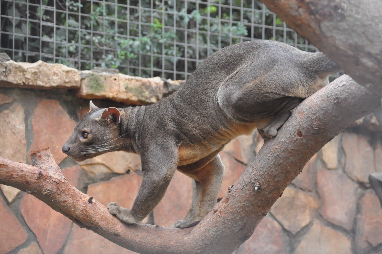 Fossa / Cryptoprocta ferox