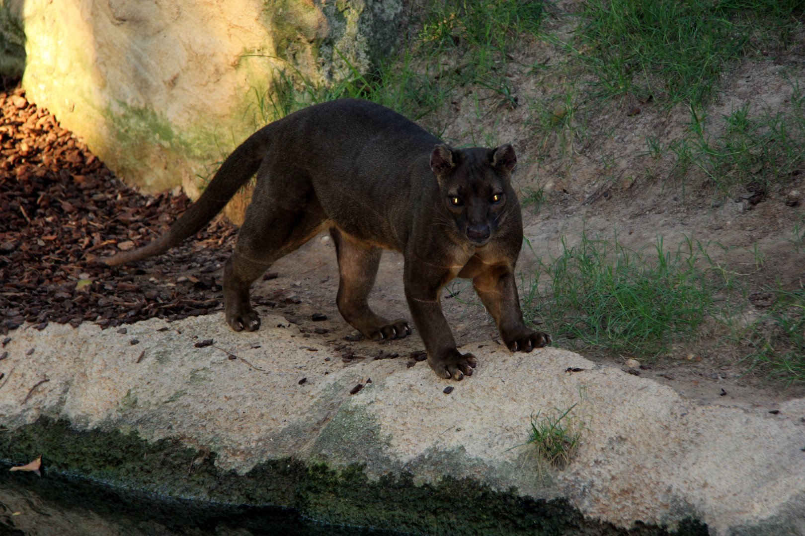 fossa (Cryptoprocta ferox)
