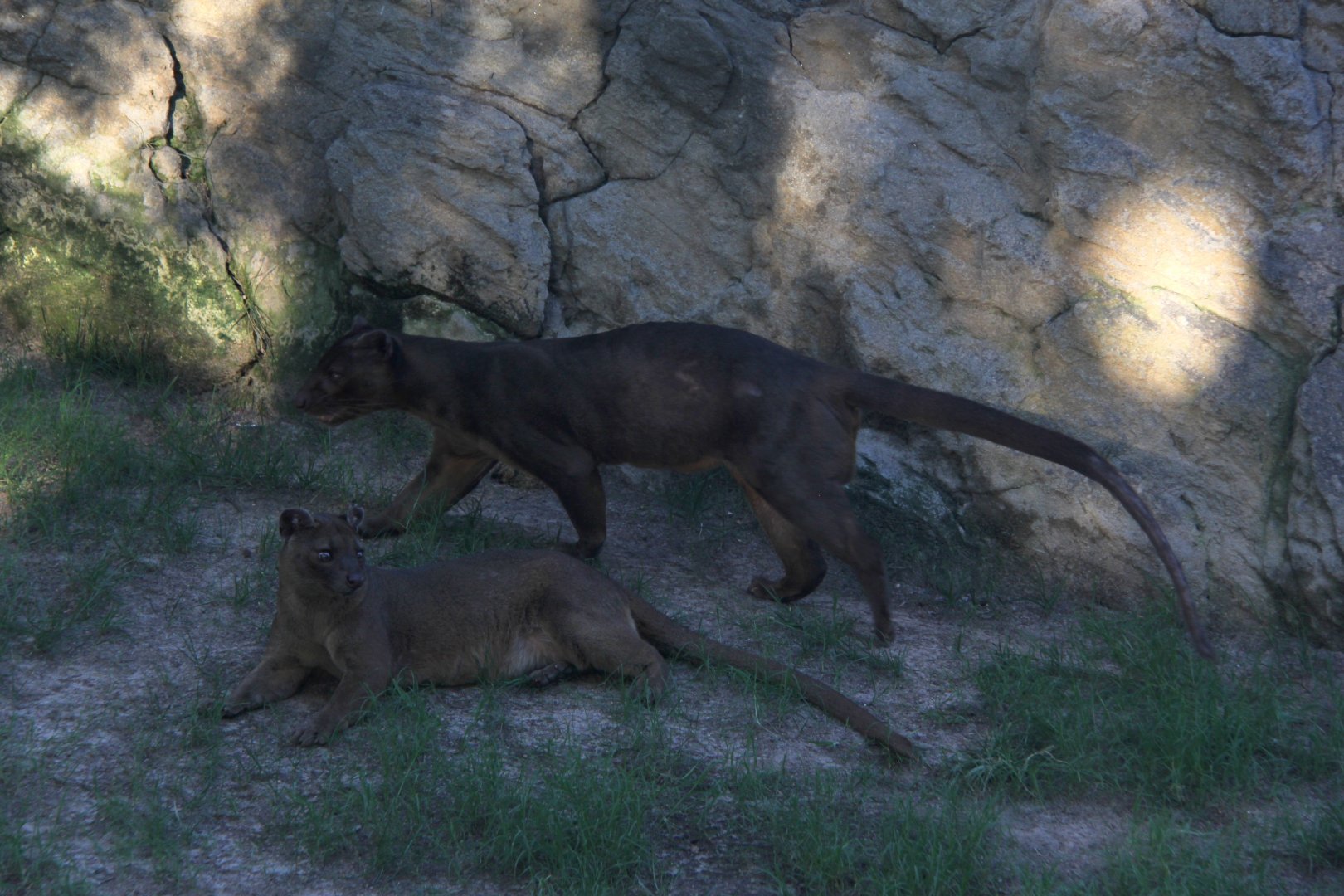 fossa (Cryptoprocta ferox)