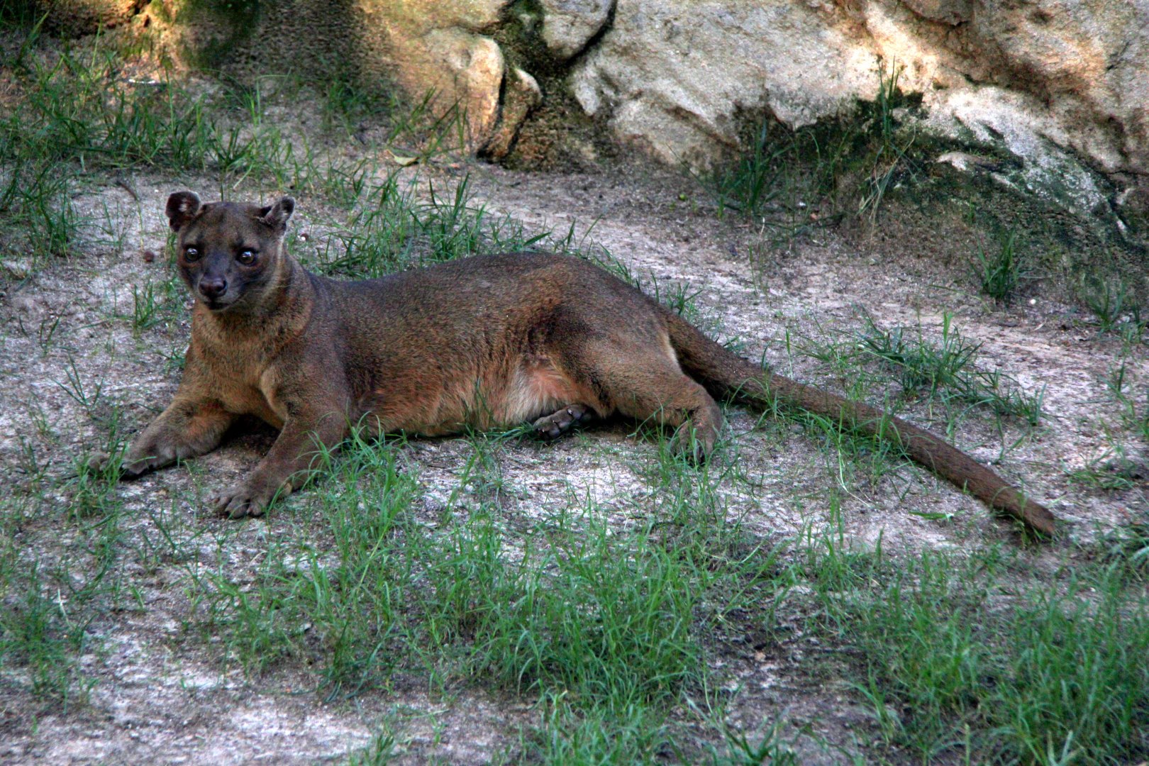 fossa (Cryptoprocta ferox)