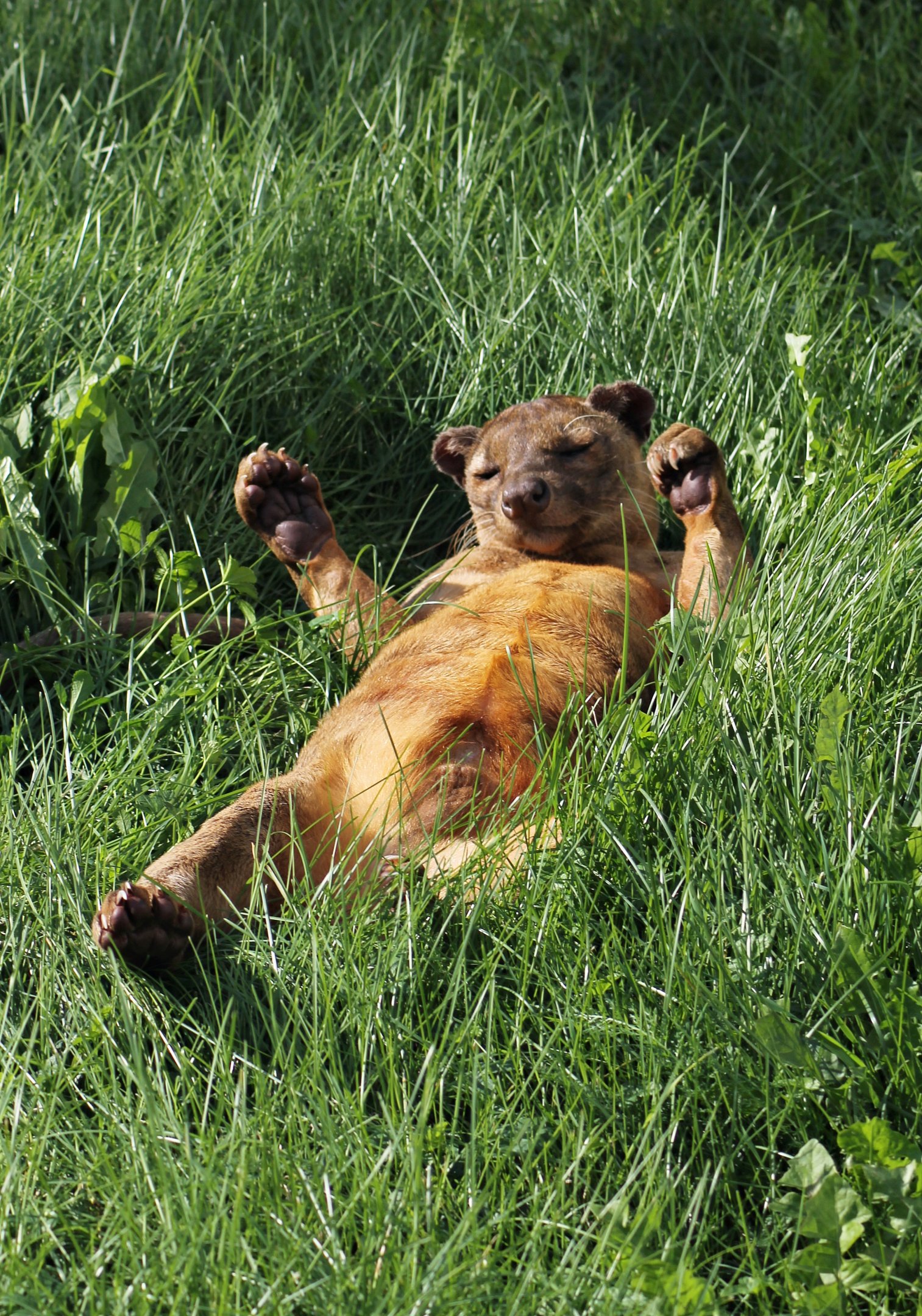 Fossa (Cryptoprocta ferox)