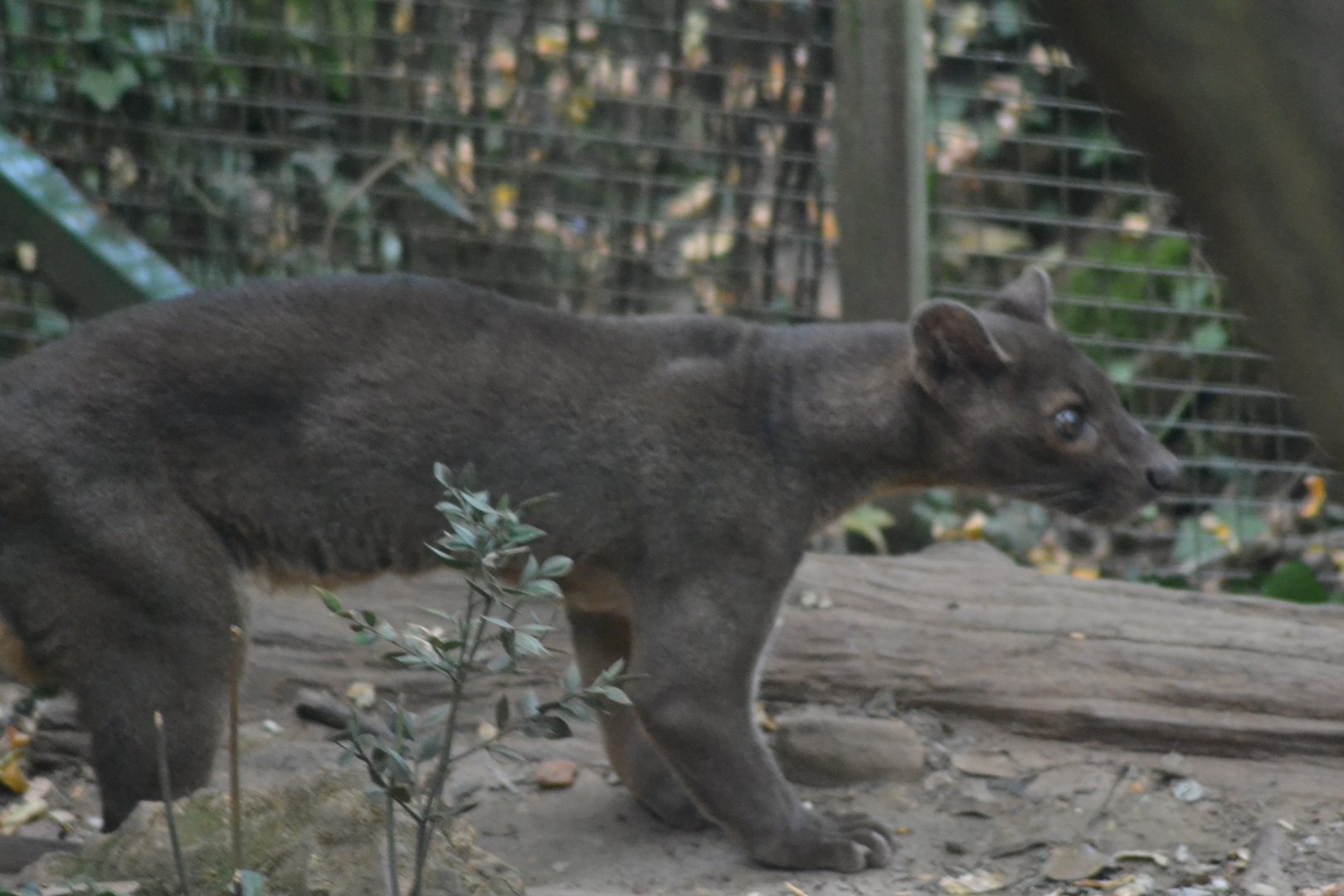 Fossa - Cryptoprocta ferox
