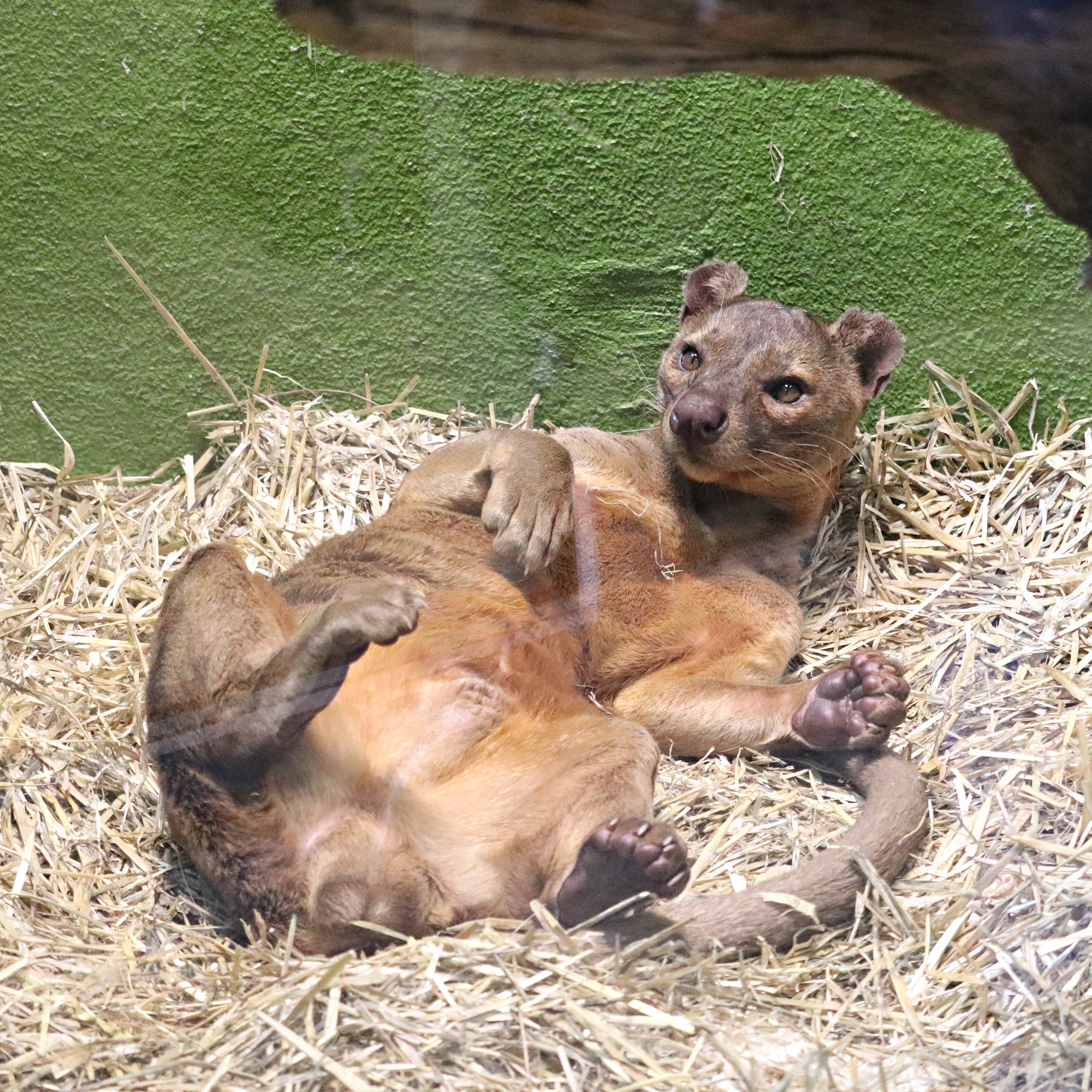 Fossa (Cryptoprocta ferox)
