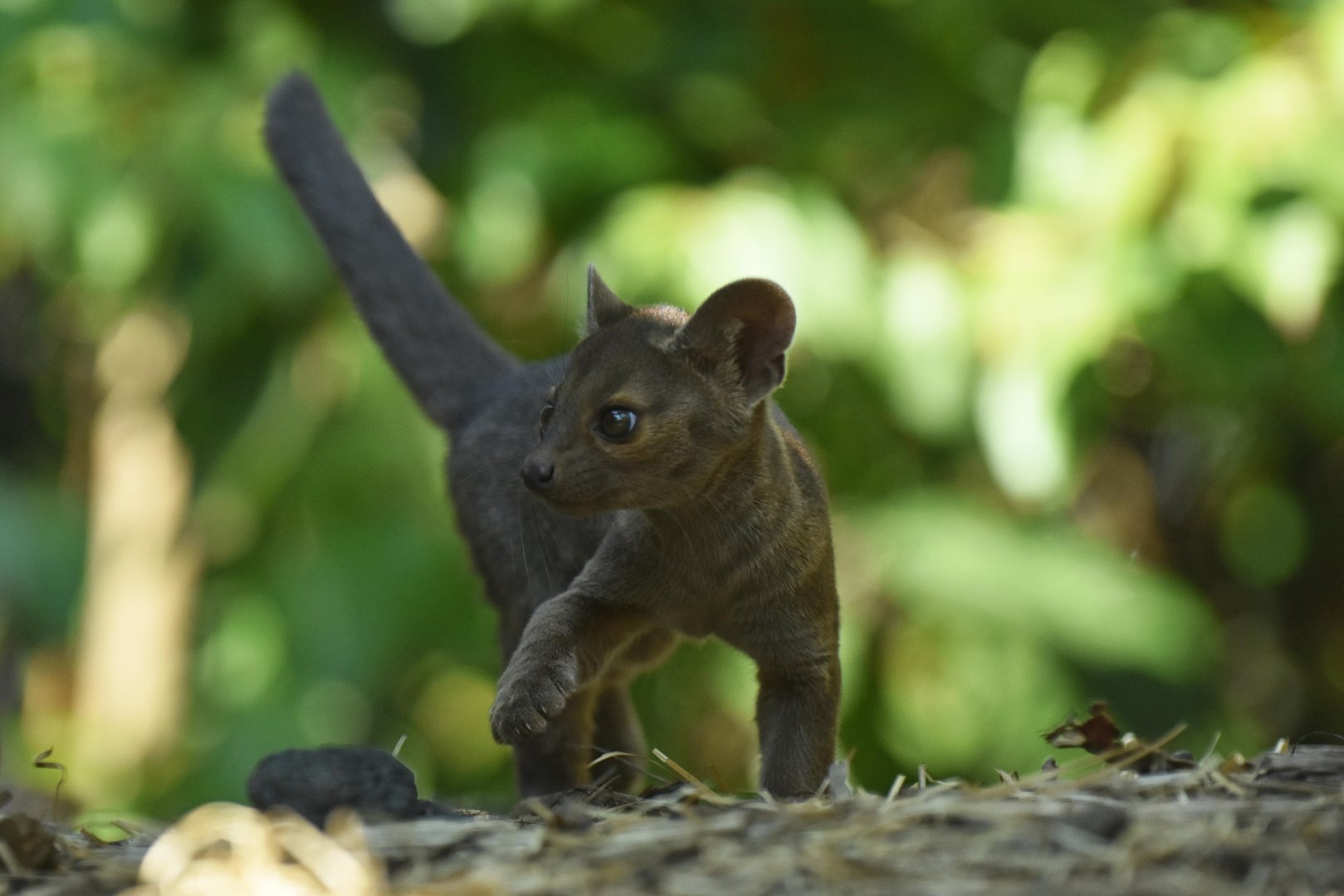 Fossa (Cryptoprocta ferox)