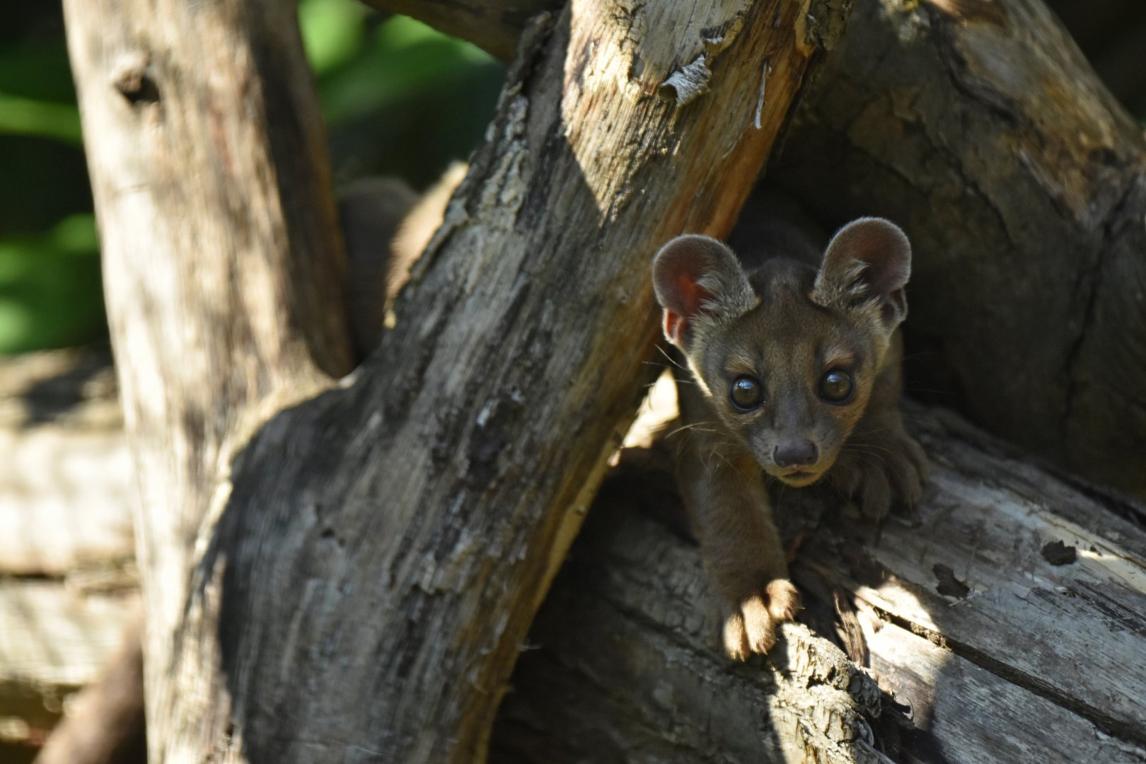 Fossa (Cryptoprocta ferox)