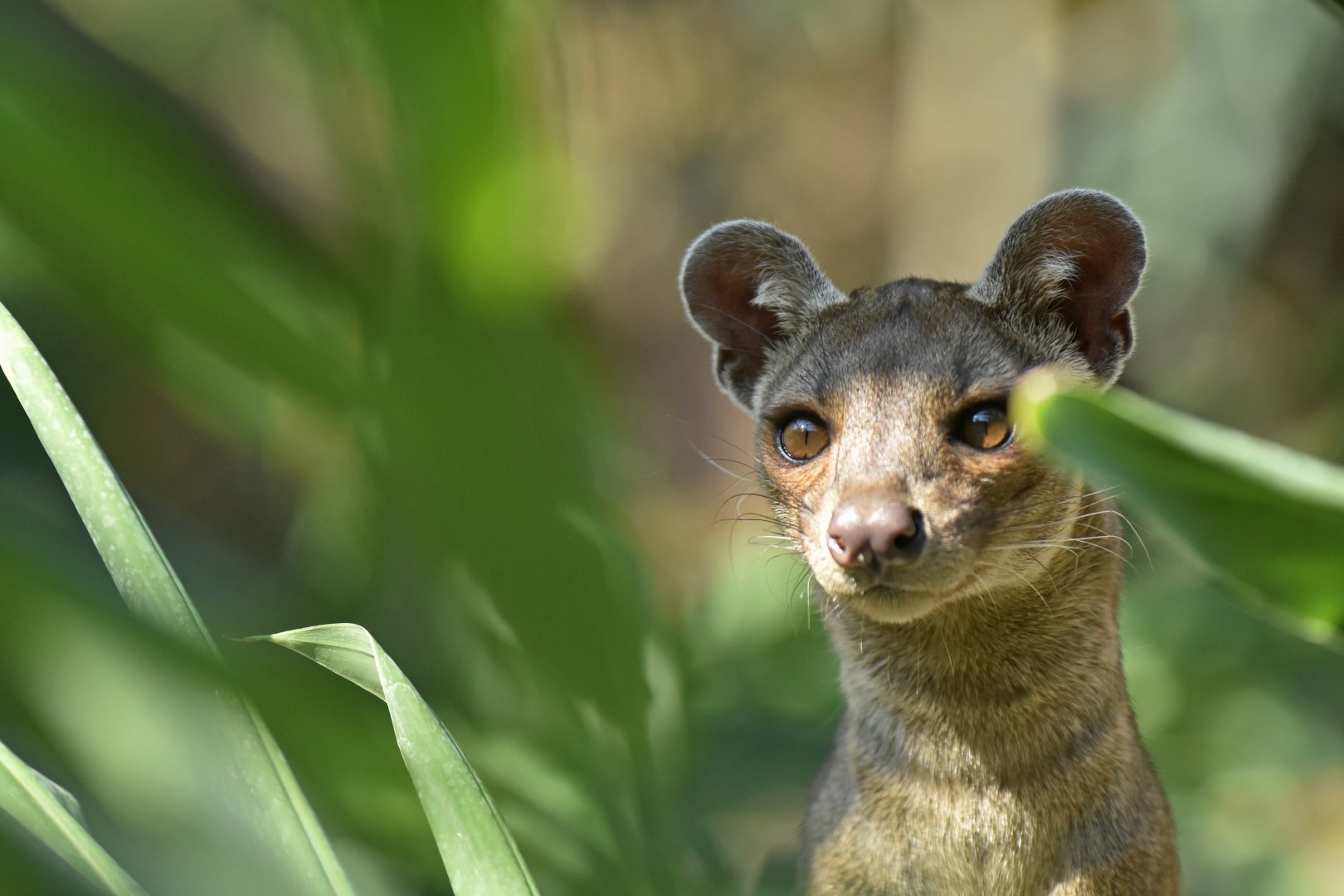 Fossa (Cryptoprocta ferox)