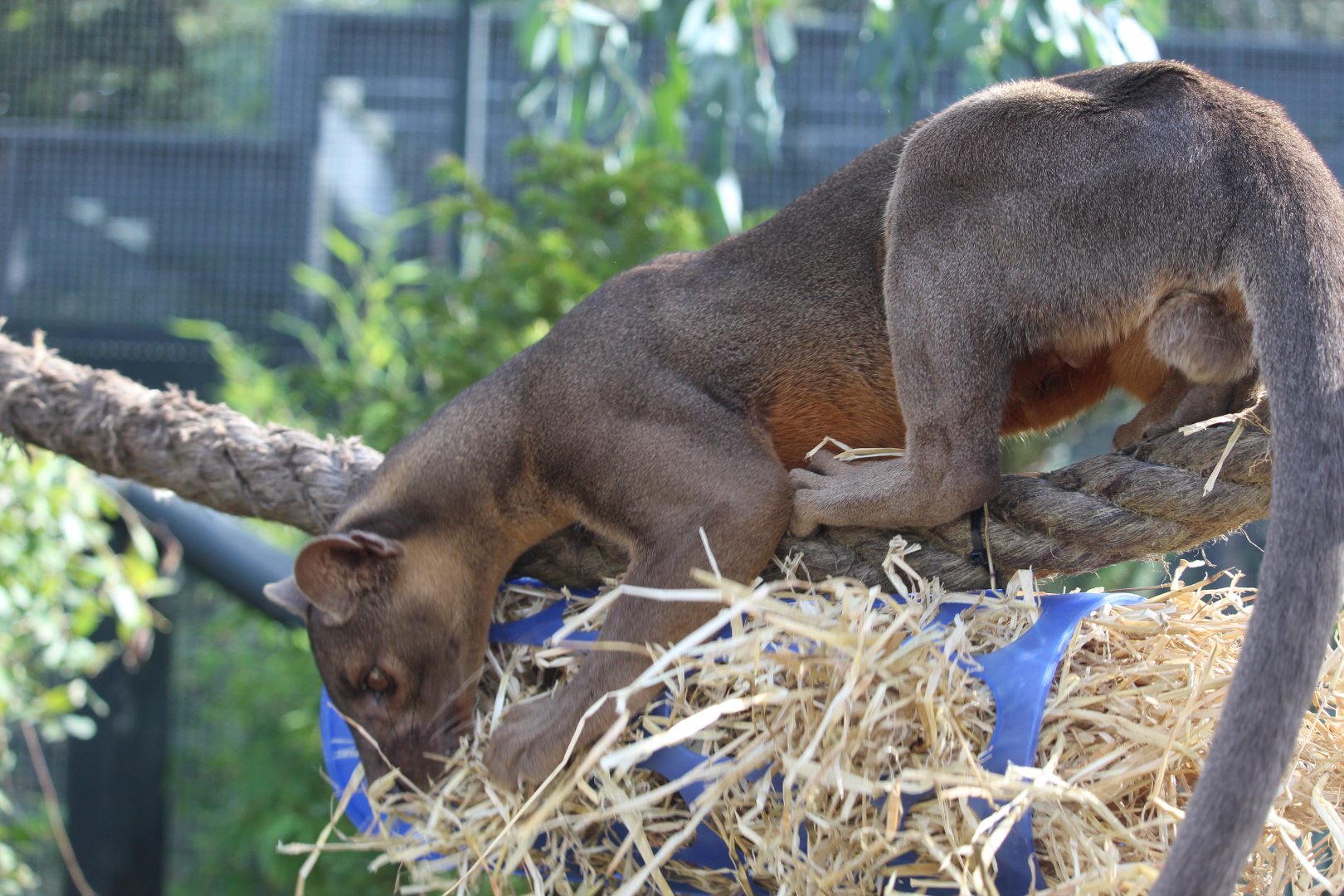 Fossa (Cryptoprocta ferox)
