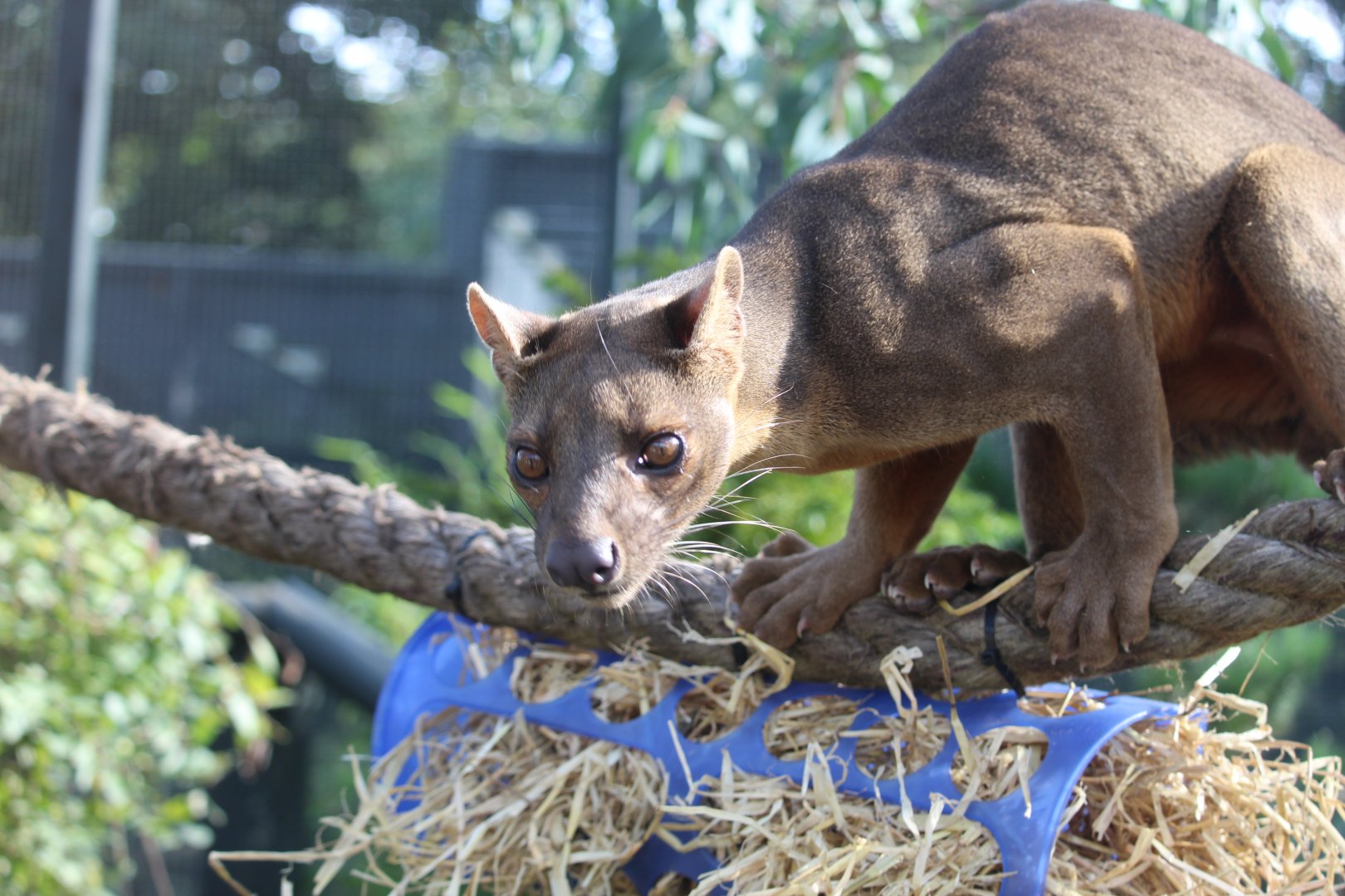 Fossa (Cryptoprocta ferox)