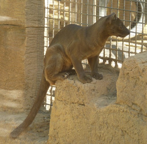 Fossa (Cryptoprocta ferox)