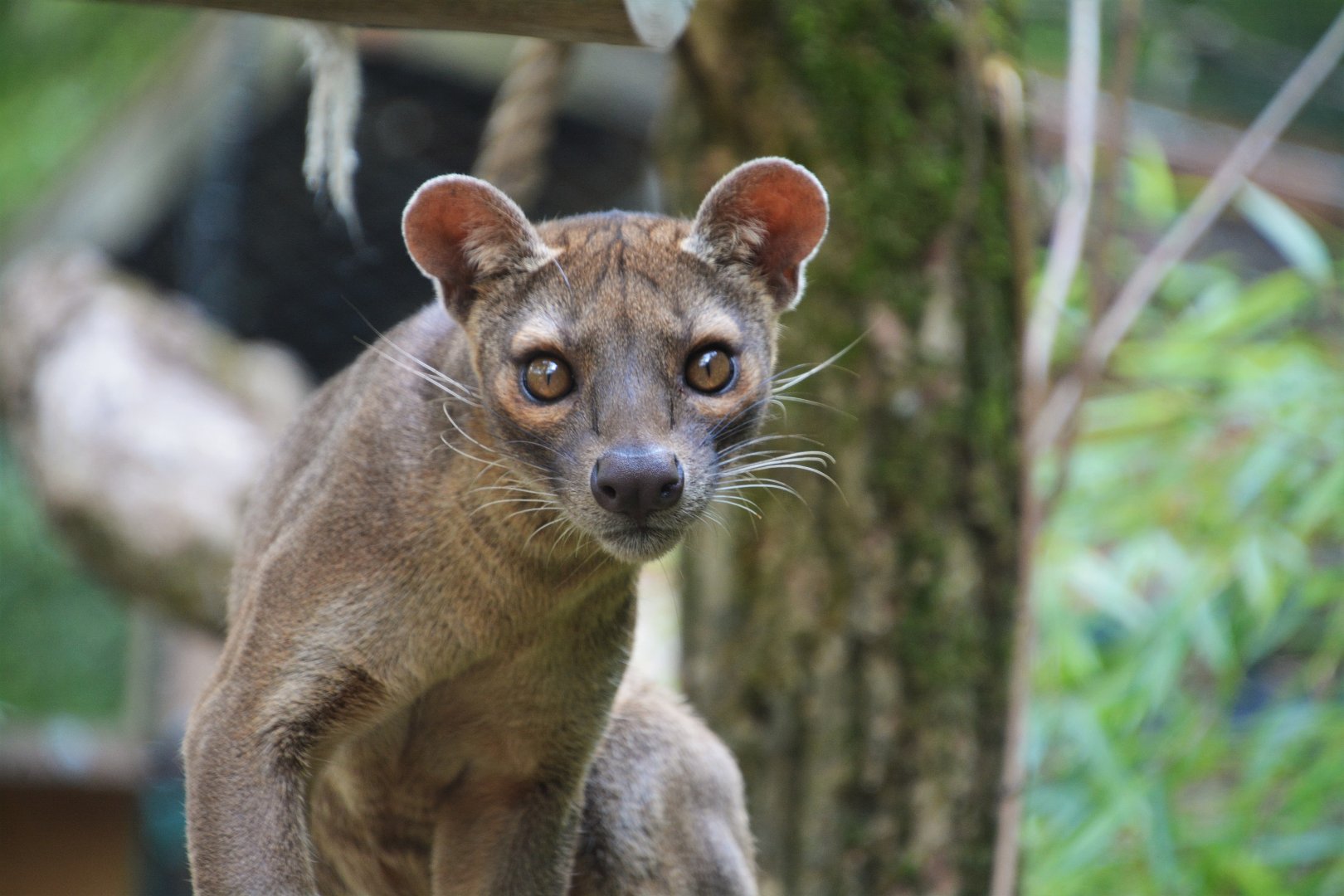 Fossa (Cryptoprocta ferox)