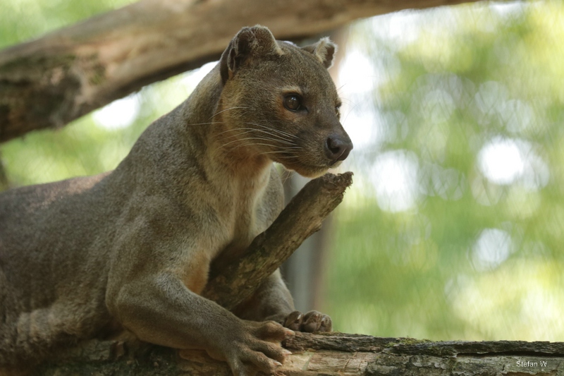 Fossa (Cryptoprocta ferox)