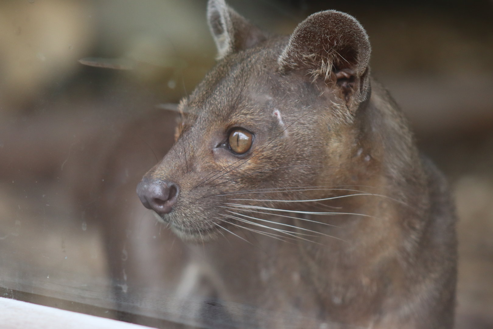 Fossa (Cryptoprocta ferox)