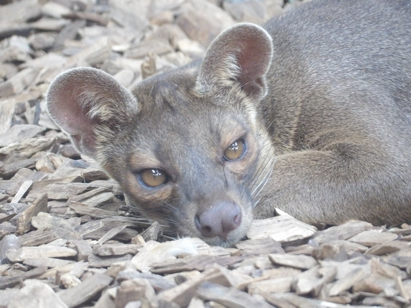 Fossa (Cryptoprocta ferox)