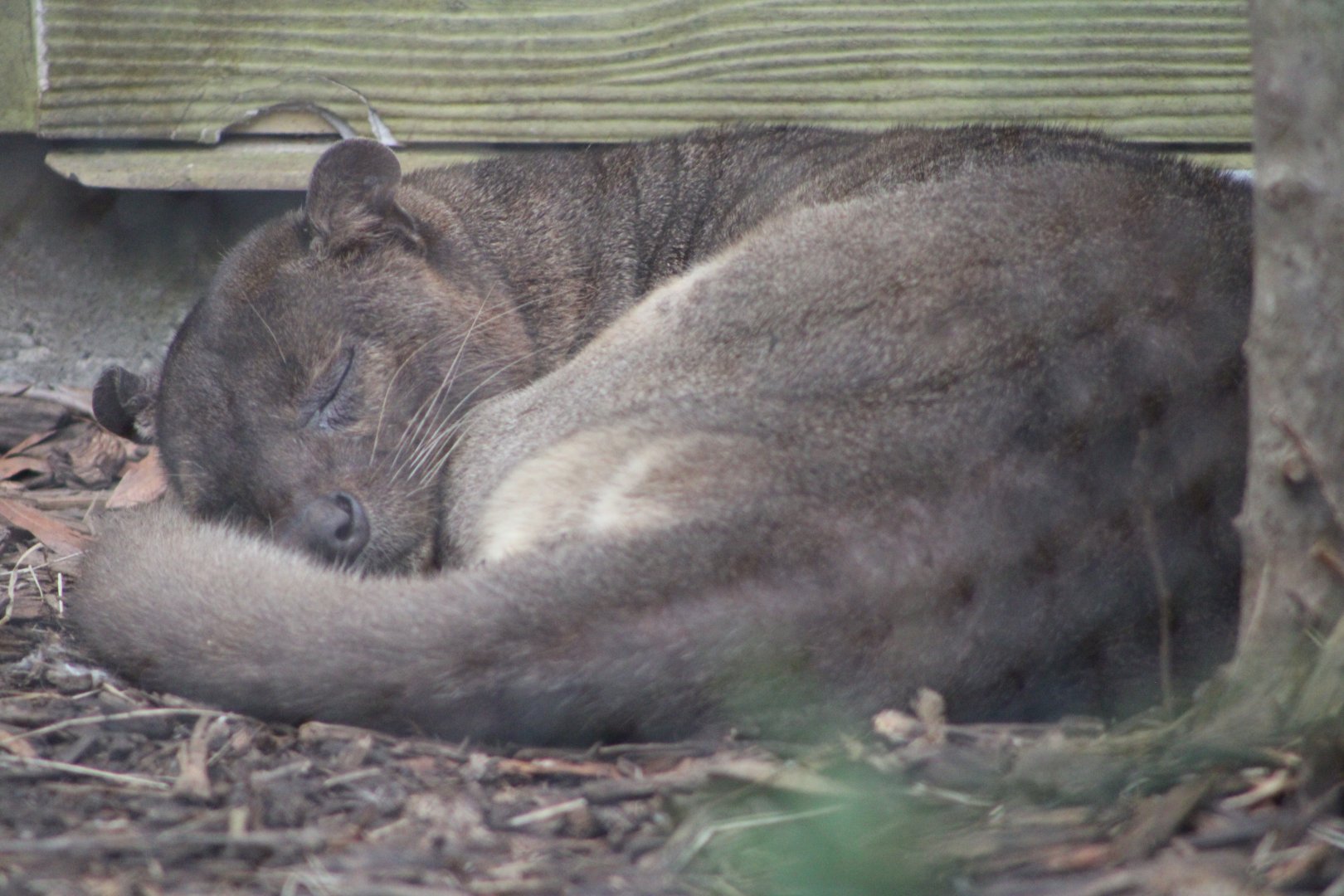 Fossa (Cryptoprocta ferox)