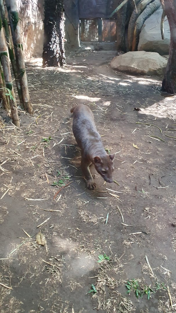 Fossa (Cryptoprocta ferox)