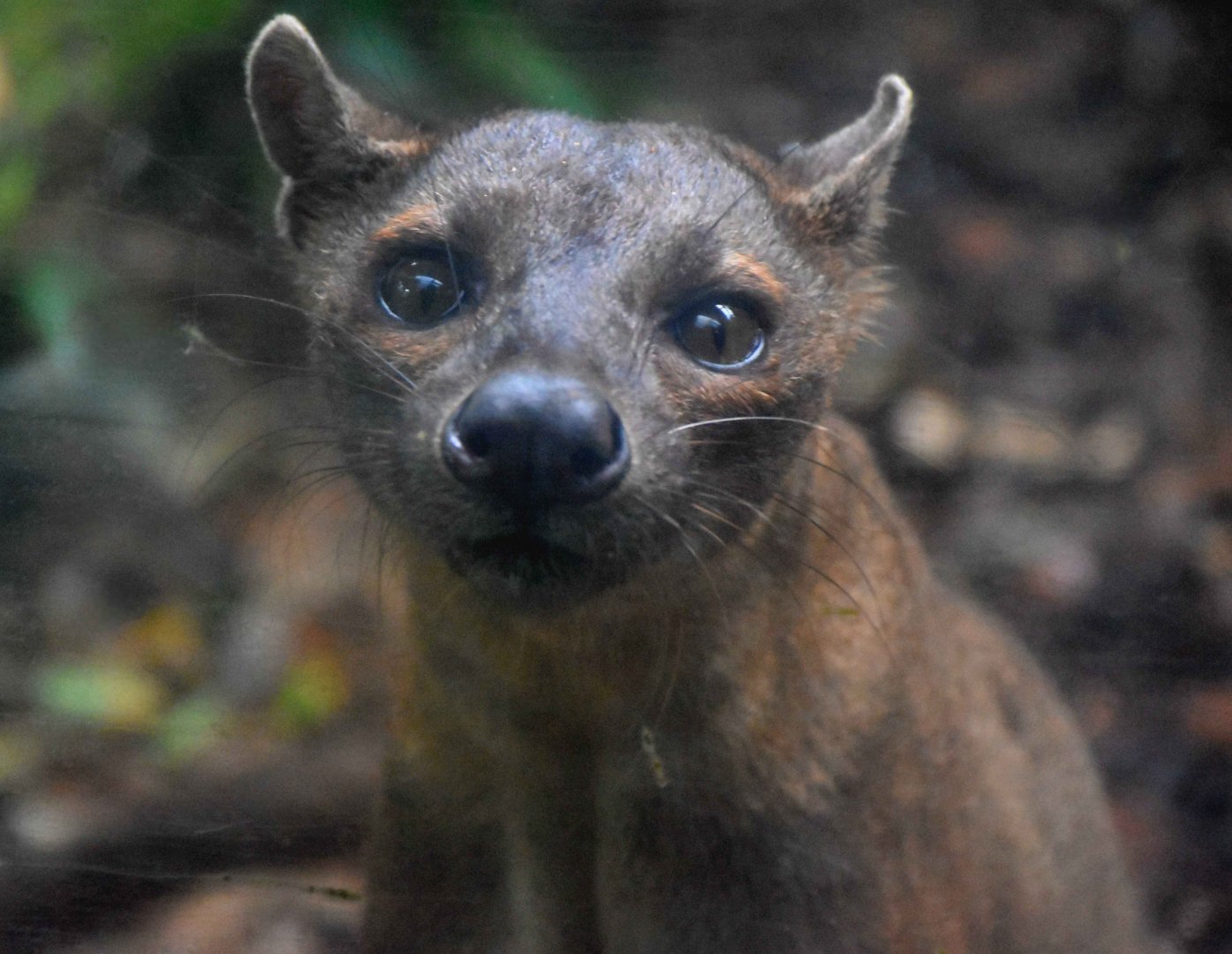 Fossa (Cryptoprocta ferox)