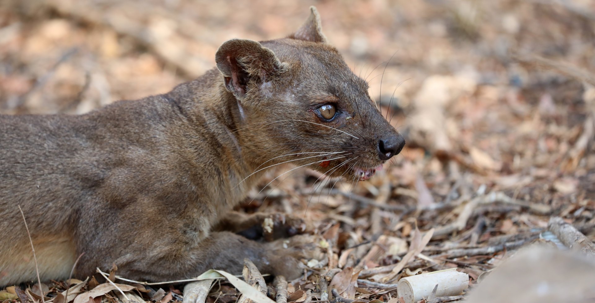 fossa (Cryptoprocta ferox)