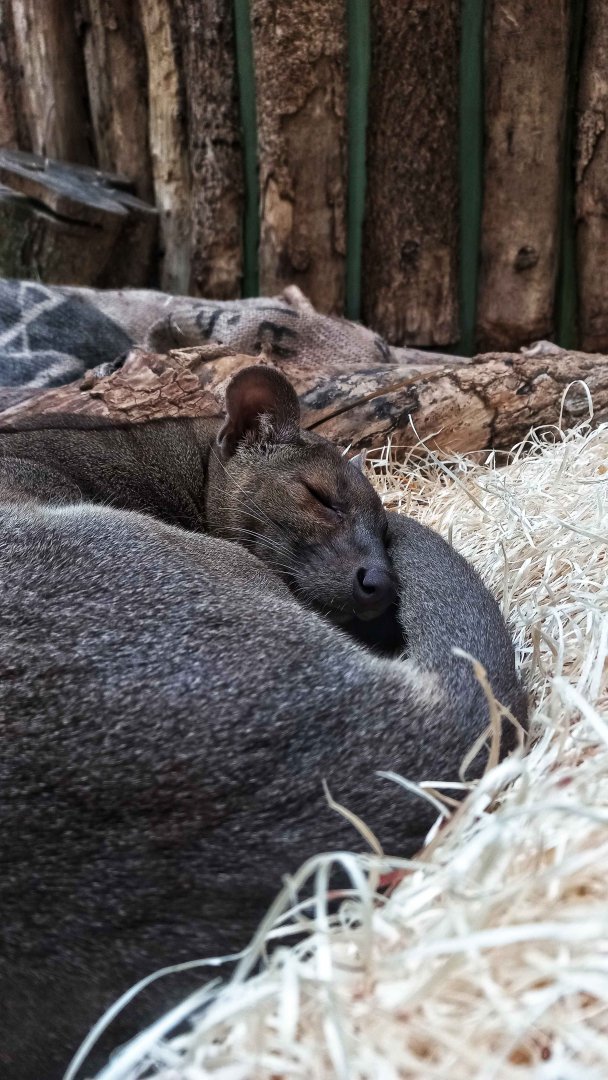 Fossa (Cryptoprocta ferox)