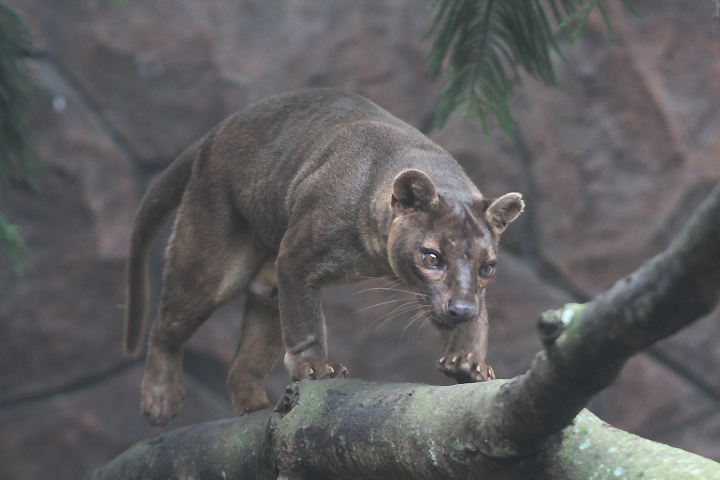 Fossa (Cryptoprocta ferox)